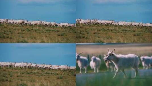 【合集】草原 山羊 羊群 放牧高清在线视频素材下载