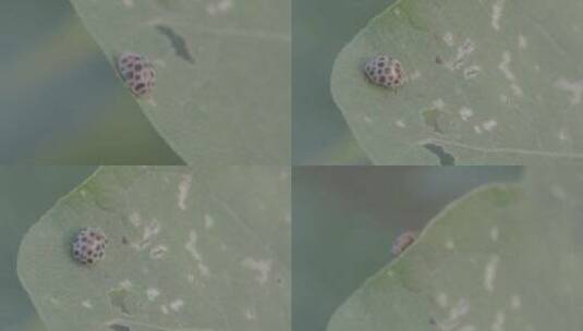 植物叶子上的瓢虫微距LOG高清在线视频素材下载
