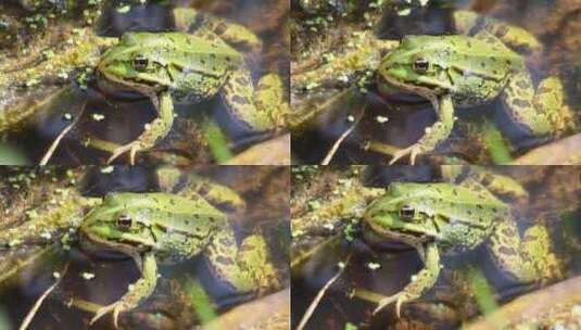 青蛙坐在水中高清在线视频素材下载