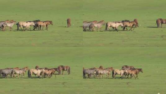 一群在绿色平原上奔跑的野马高清在线视频素材下载