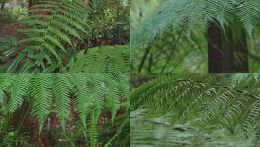 大自然瀑布蕨类绿色生命野外户外清新高清在线视频素材下载