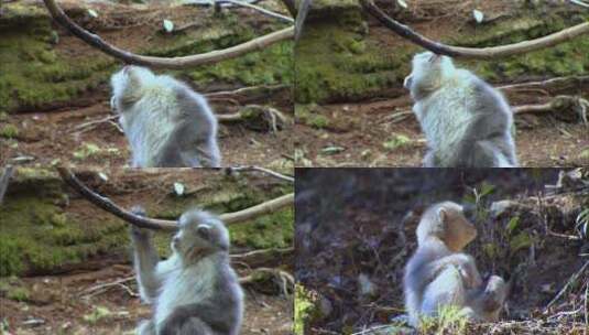 滇金丝猴幼崽4高清在线视频素材下载