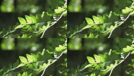 阳光下的叶子树叶植物大自然高清在线视频素材下载