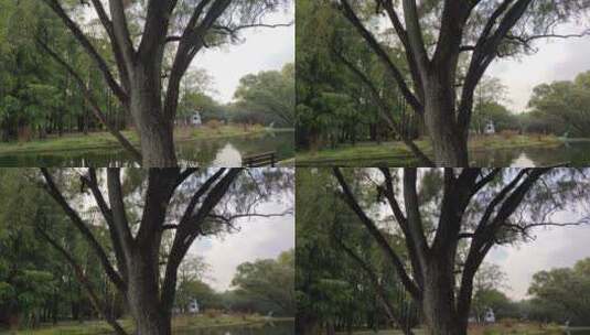 粗壮的柳树高清在线视频素材下载