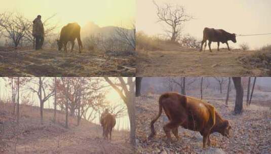 山村黄昏放牛-夕阳乡村孤独高清在线视频素材下载