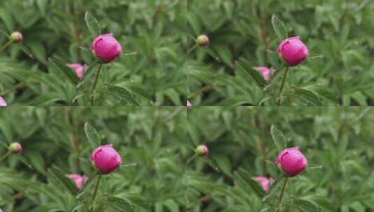一朵亮粉色牡丹花苞被雨打湿高清在线视频素材下载