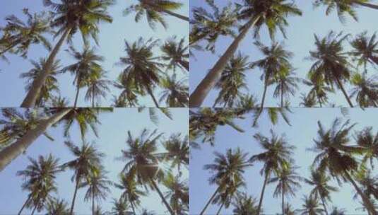 高大的棕榈树 (4)高清在线视频素材下载