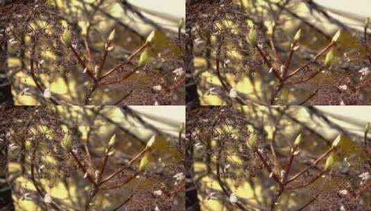 枯萎灌木枝条上春天的花蕾高清在线视频素材下载