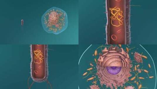 医学微观生物病毒细胞形态医疗三维动画展示高清在线视频素材下载