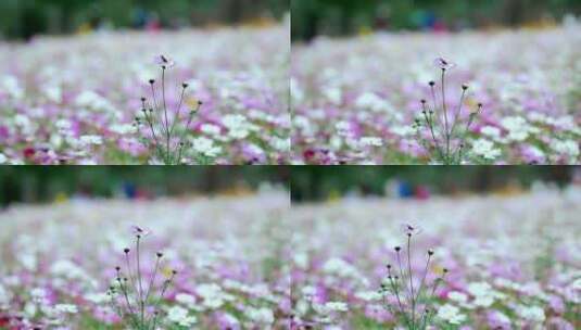 4K升格实拍秋天盛开的波斯菊花丛空镜头高清在线视频素材下载