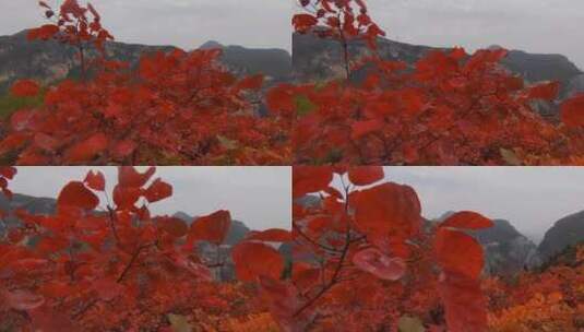 深秋时节，满山红叶层林尽染高清在线视频素材下载