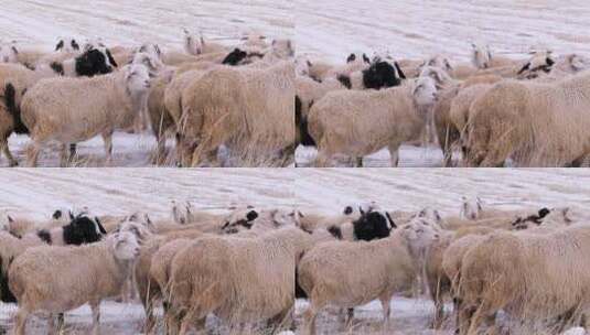 雪地上的羊群高清在线视频素材下载