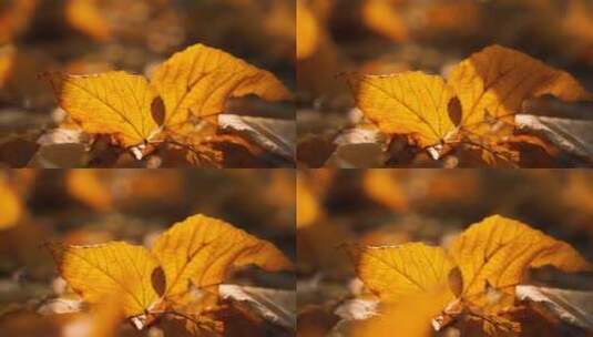 秋天唯美阳光透过落叶4k视频素材高清在线视频素材下载