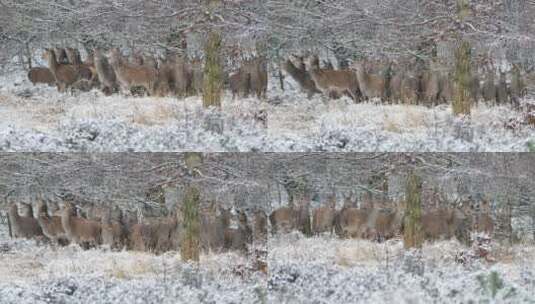 冬天野外树林雪地遭遇鹿群高清在线视频素材下载