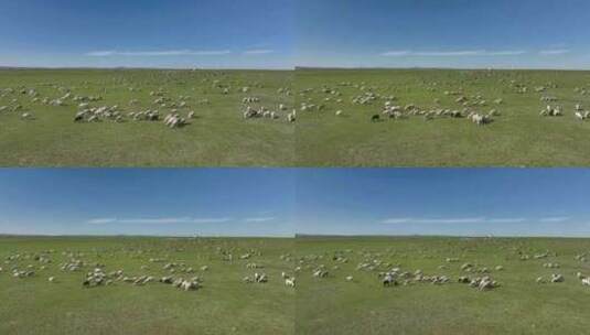 航拍呼伦贝尔草原风光羊群1120高清在线视频素材下载