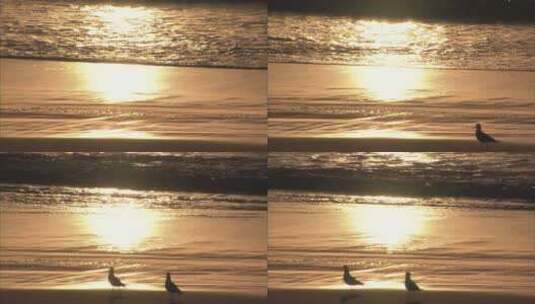 海鸥从夕阳余晖中走过高清在线视频素材下载