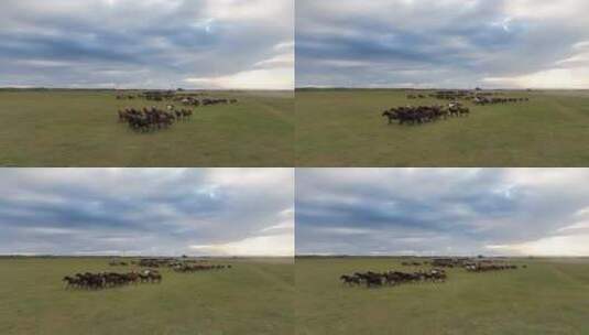 航拍呼伦贝尔秋天的草原马群431高清在线视频素材下载