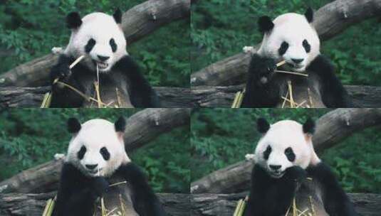 大熊猫春生高清在线视频素材下载