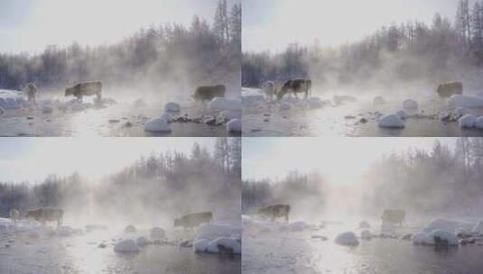不冻河的三头牛高清在线视频素材下载