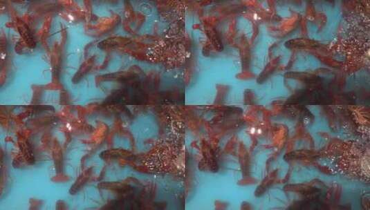 鲜活的小龙虾高清在线视频素材下载