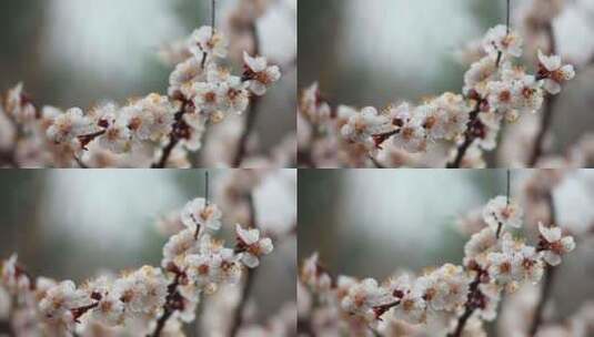 春天树枝上粉色的花朵高清在线视频素材下载