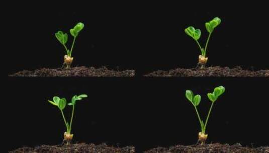 植物发芽生长延时高清在线视频素材下载