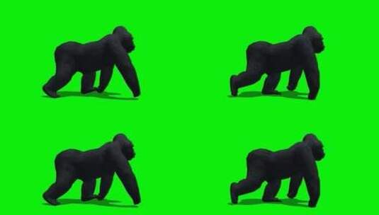 猩猩散步高清在线视频素材下载
