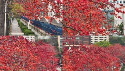 航拍深圳赤湾木棉花开高清在线视频素材下载