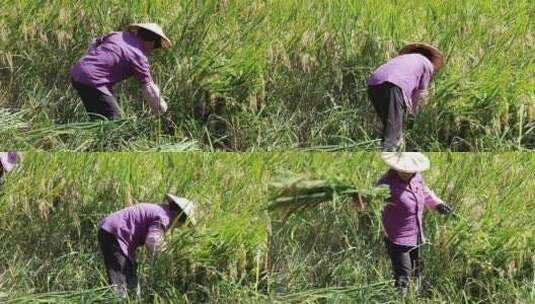 女人在 稻田里收割水稻高清在线视频素材下载