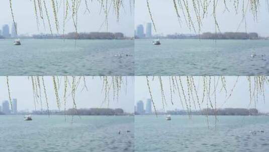 春天南京玄武湖边柳树柳枝和柳芽在风中摇摆高清在线视频素材下载