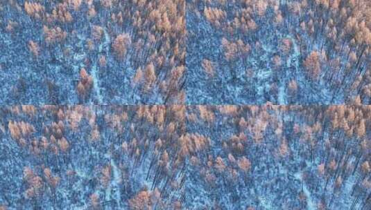 夕阳洒在林海雪原上高清在线视频素材下载