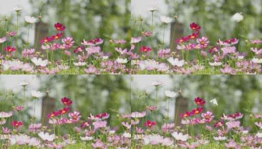 春天夏初格桑花五颜六色花朵高清在线视频素材下载