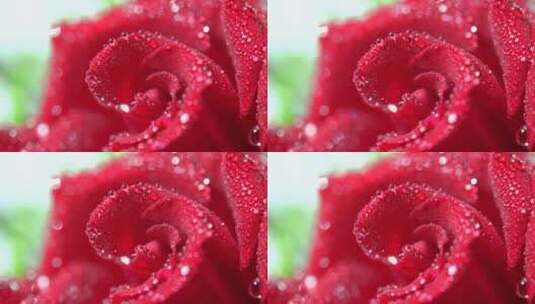 玫瑰花 水珠高清在线视频素材下载