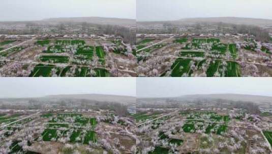 新疆莎车县巴旦木种植园区高清在线视频素材下载