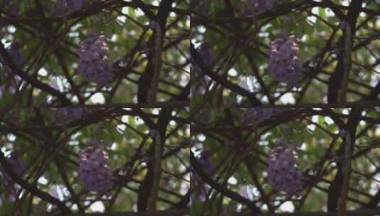 紫藤花花瓣花朵花开盛放高清在线视频素材下载