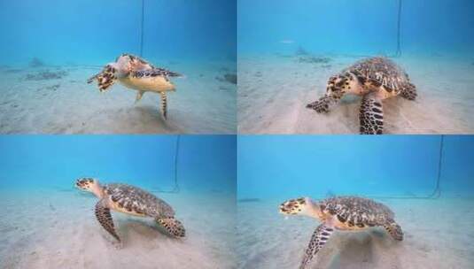 海底一只大海龟【4K】高清在线视频素材下载