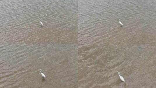 白鹭于水面独立的自然景象高清在线视频素材下载