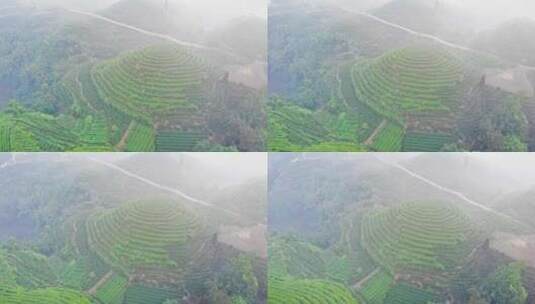 四川雅安大地指纹茶山茶园日出晨雾航拍高清在线视频素材下载