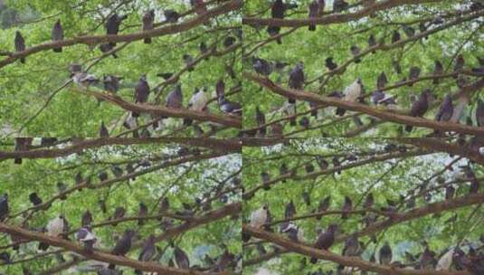 密集的鸽子站在一棵树上高清在线视频素材下载