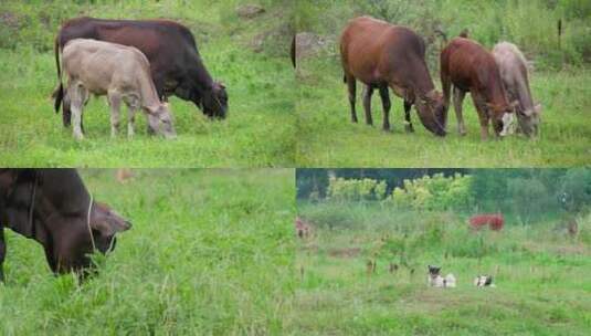 生态养殖：黄牛在农场湿地吃草的悠然时光高清在线视频素材下载
