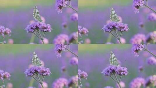 一只白色蝴蝶落在了紫色马鞭草花上采集花粉高清在线视频素材下载