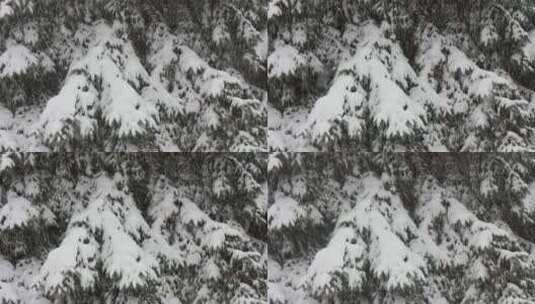 白雪覆盖的冷杉和雪4高清在线视频素材下载