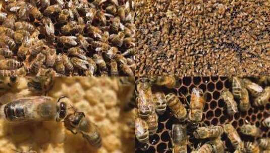 蜜蜂采蜜蜂蜜蜂胶蜂巢高清在线视频素材下载