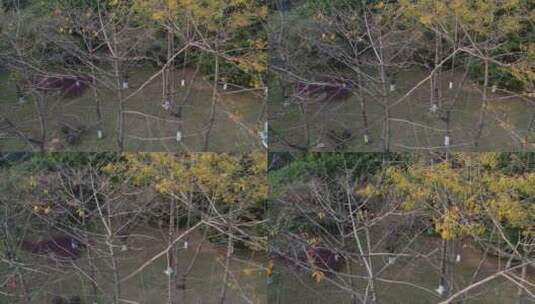 树叶落光的树木航拍高清在线视频素材下载