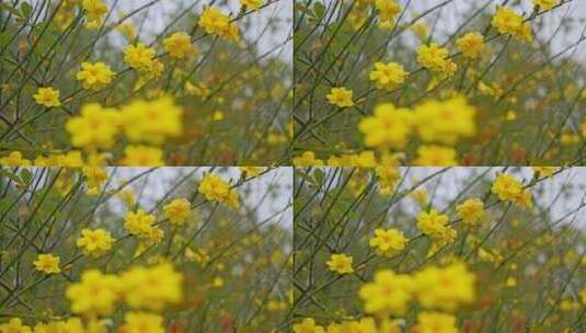 早春迎春花清明花小黄花花簇花瓣花蕊植物高清在线视频素材下载