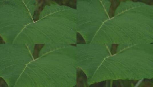 大绿色植物叶子的特写高清在线视频素材下载