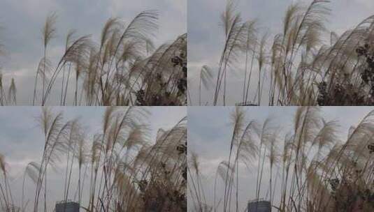 枯萎芦苇植物实拍高清在线视频素材下载