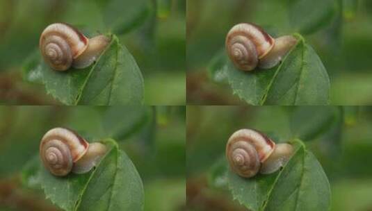 雨后，枝叶上的蜗牛在爬行高清在线视频素材下载