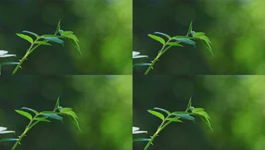 森林里绿色植物枝头光影特写高清在线视频素材下载