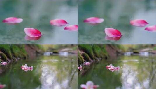 水面花瓣唯美画面 落花有意流水无情高清在线视频素材下载